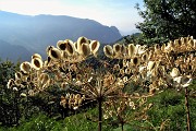 17 Fiori di fine estate